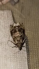 Syricoris lacunana