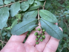 Ligustrum obtusifolium