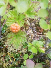 Rubus chamaemorus