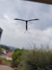 Emmelina monodactyla