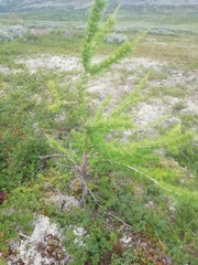 Larix sibirica