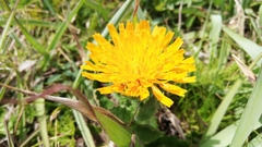 Hypochaeris ciliata
