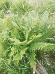 Athyrium distentifolium