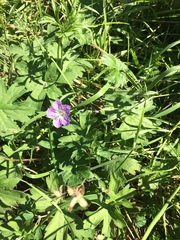 Geranium wlassovianum