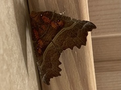 Scoliopteryx libatrix