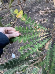 Banksia grandis