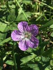 Geranium wlassovianum