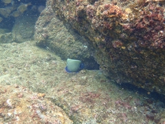 Pomacanthus imperator