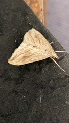 Evergestis forficalis