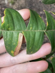 Banksia grandis