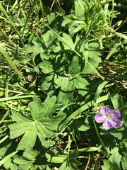 Geranium wlassovianum