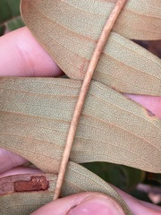 Banksia grandis