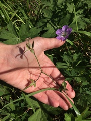 Geranium wlassovianum