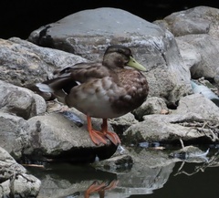 Anas platyrhynchos