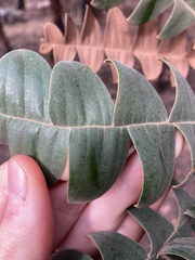 Banksia grandis