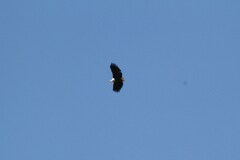 Haliaeetus vocifer