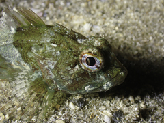 Taurulus bubalis