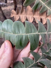 Banksia grandis