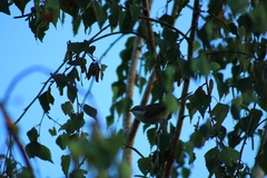 Curruca curruca