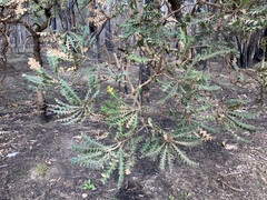 Banksia grandis