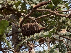 Banksia grandis