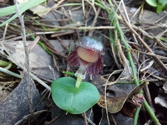 Corybas diemenicus