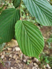 Corylopsis pauciflora