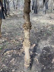 Banksia grandis