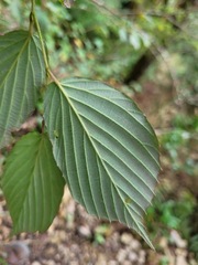 Corylopsis pauciflora