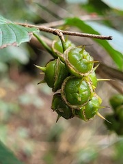 Corylopsis pauciflora