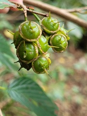 Corylopsis pauciflora