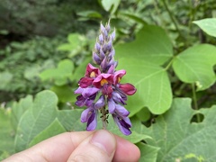 Pueraria montana