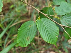 Corylopsis pauciflora