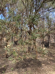 Banksia grandis