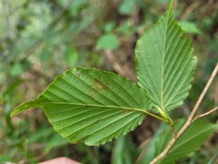 Corylopsis pauciflora