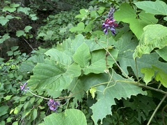 Pueraria montana