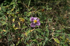 Cistus tauricus