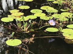 Nymphaea nouchali