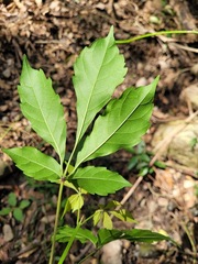 Vitex quinata