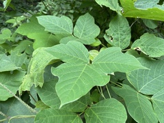 Pueraria montana
