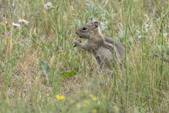 Callospermophilus lateralis
