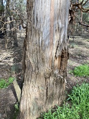 Eucalyptus marginata marginata