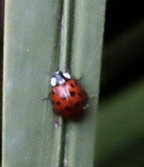 Harmonia axyridis