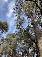 Eucalyptus marginata marginata