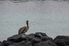 Pelecanus occidentalis urinator