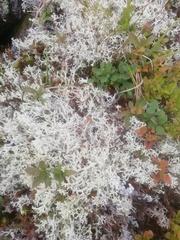 Cladonia rangiferina
