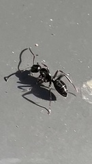 Myrmentoma