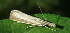 Agriphila straminella
