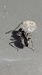 Myrmentoma