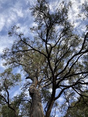 Eucalyptus marginata marginata
